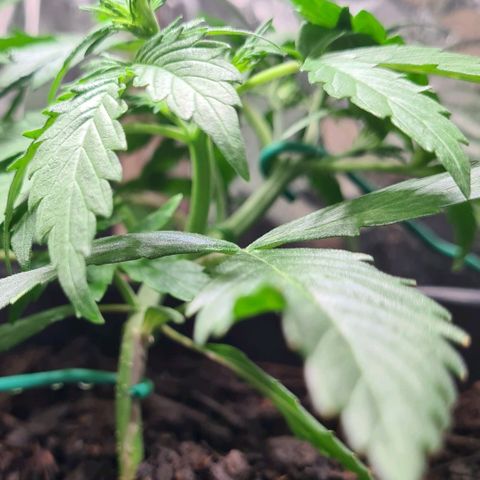 Super Skunk Automatic #3 + #4 growlog timeline photo