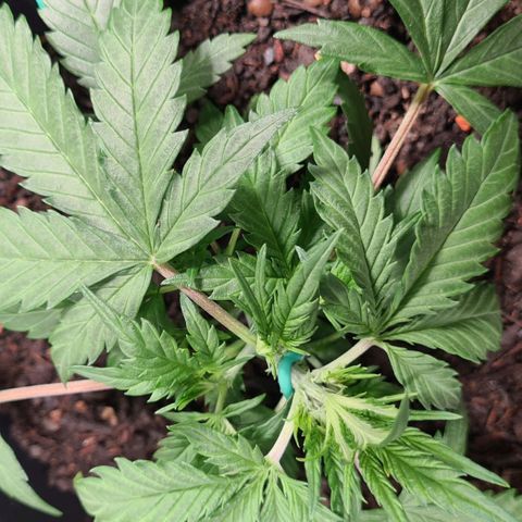 Super Skunk Automatic #3 + #4 growlog timeline photo