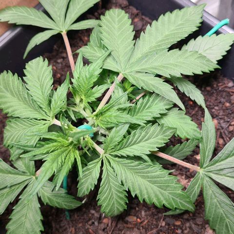 Super Skunk Automatic #3 + #4 growlog timeline photo