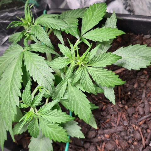 Super Skunk Automatic #3 + #4 growlog timeline photo