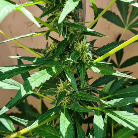 Super Skunk Automatic #1 + #2 growlog timeline photo