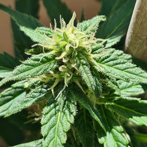 Super Skunk Automatic #1 + #2 growlog timeline photo