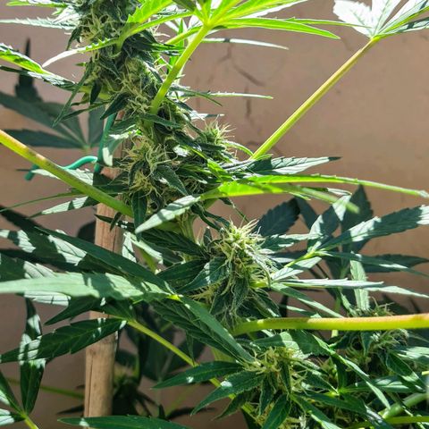 Super Skunk Automatic #1 + #2 growlog timeline photo