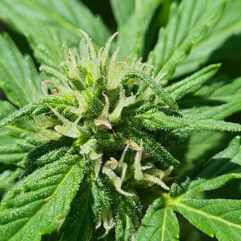 Super Skunk Automatic #1 + #2 growlog timeline photo