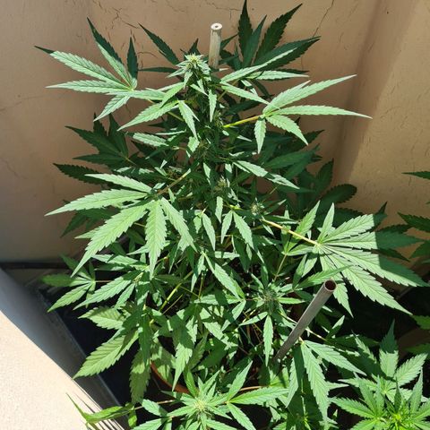 Super Skunk Automatic #1 + #2 growlog timeline photo