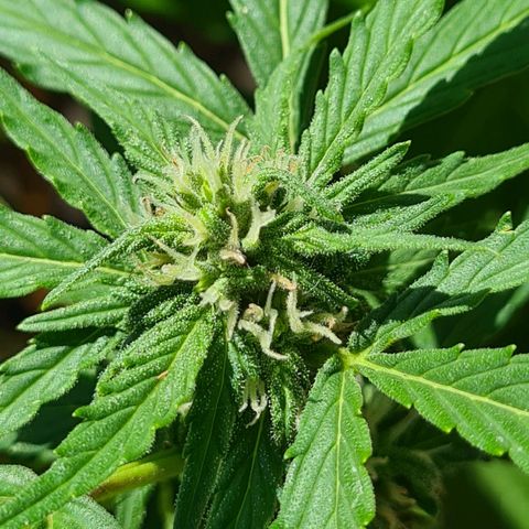 Super Skunk Automatic #1 + #2 growlog timeline photo