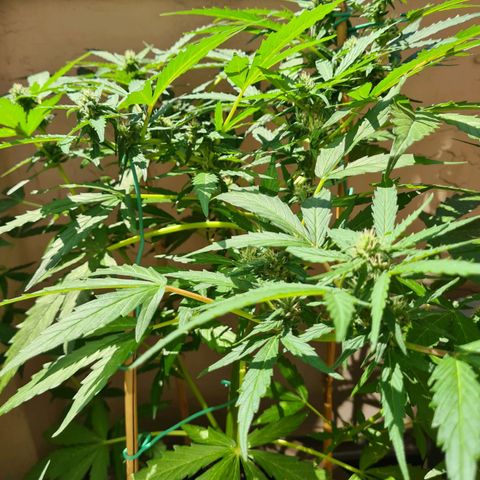 Super Skunk Automatic #1 + #2 growlog timeline photo