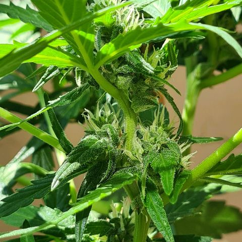 Super Skunk Automatic #1 + #2 growlog timeline photo