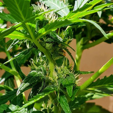 Super Skunk Automatic #1 + #2 growlog timeline photo