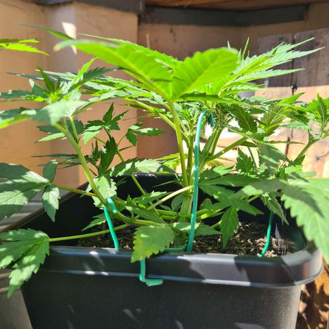 Super Skunk Automatic #3 + #4 growlog timeline photo