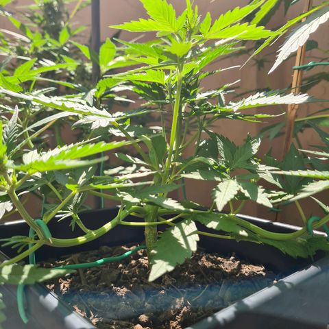 Super Skunk Automatic #3 + #4 growlog timeline photo
