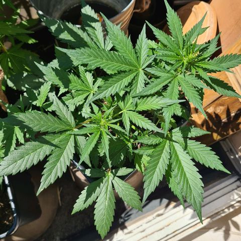 Super Skunk Automatic #3 + #4 growlog timeline photo