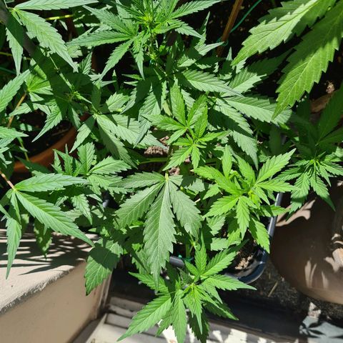 Super Skunk Automatic #3 + #4 growlog timeline photo