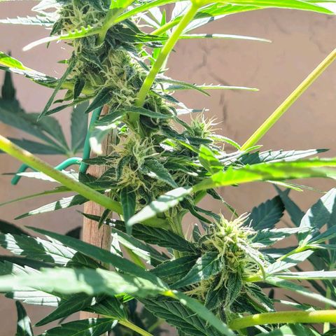 Super Skunk Automatic #1 + #2 growlog timeline photo