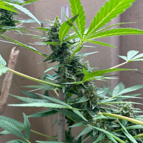 Super Skunk Automatic #1 + #2 growlog timeline photo