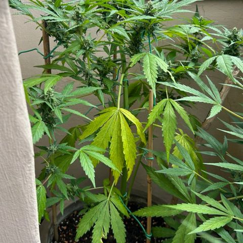 Super Skunk Automatic #1 + #2 growlog timeline photo