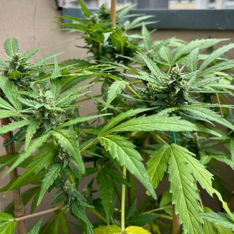 Super Skunk Automatic #1 + #2 growlog timeline photo