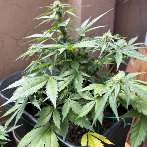 Super Skunk Automatic #3 + #4 growlog timeline photo