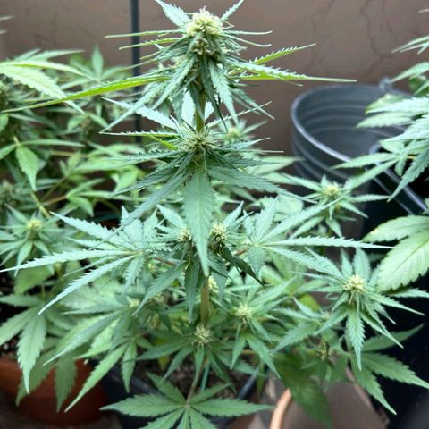 Super Skunk Automatic #3 + #4 growlog timeline photo