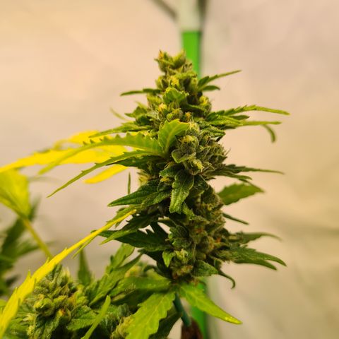 Super Skunk Automatic #1 + #2 growlog timeline photo