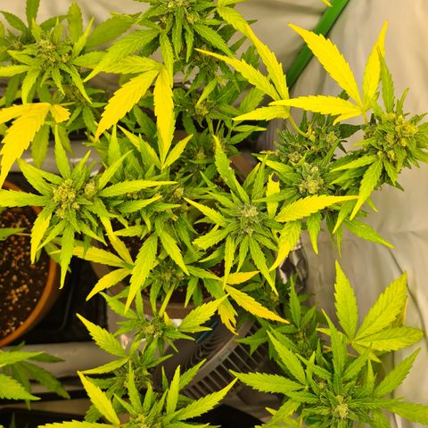 Super Skunk Automatic #1 + #2 growlog timeline photo
