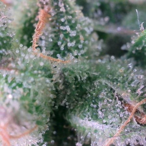 Super Skunk Automatic #1 + #2 growlog timeline photo