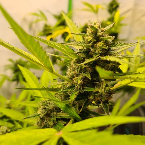Super Skunk Automatic #1 + #2 growlog timeline photo