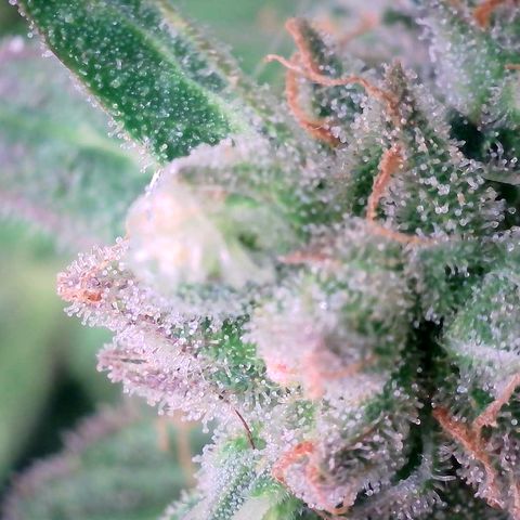 Super Skunk Automatic #1 + #2 growlog timeline photo