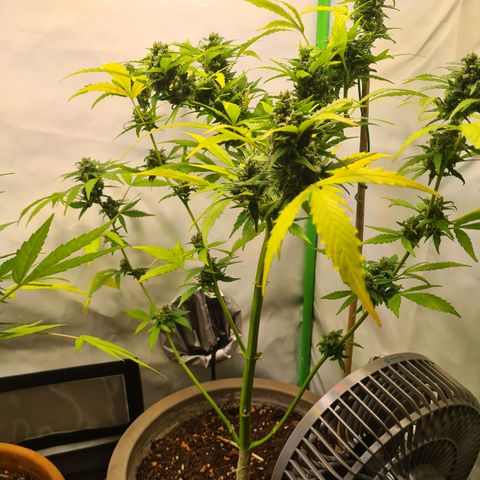 Super Skunk Automatic #1 + #2 growlog timeline photo