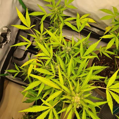 Super Skunk Automatic #1 + #2 growlog timeline photo