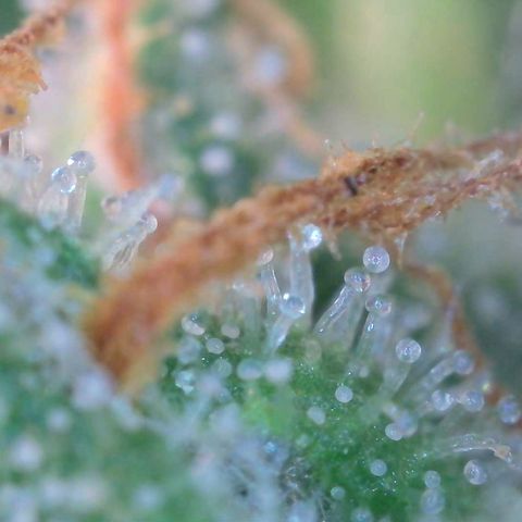 Super Skunk Automatic #1 + #2 growlog timeline photo