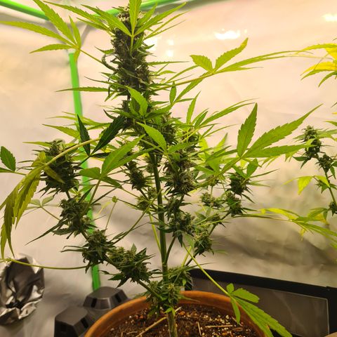 Super Skunk Automatic #1 + #2 growlog timeline photo