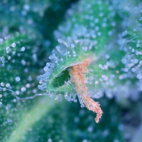 Super Skunk Automatic #1 + #2 growlog timeline photo
