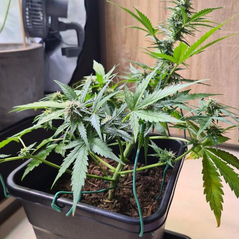 Super Skunk Automatic #3 + #4 growlog timeline photo