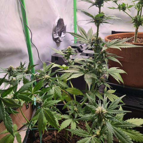 Super Skunk Automatic #3 + #4 growlog timeline photo