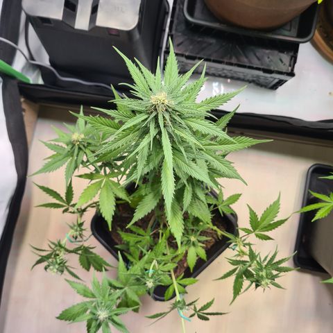 Super Skunk Automatic #3 + #4 growlog timeline photo