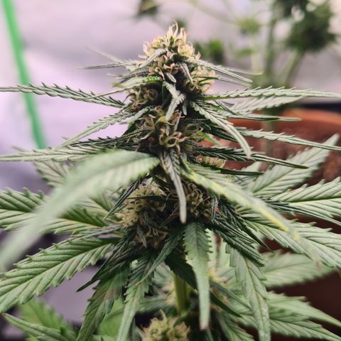 Super Skunk Automatic #3 + #4 growlog timeline photo