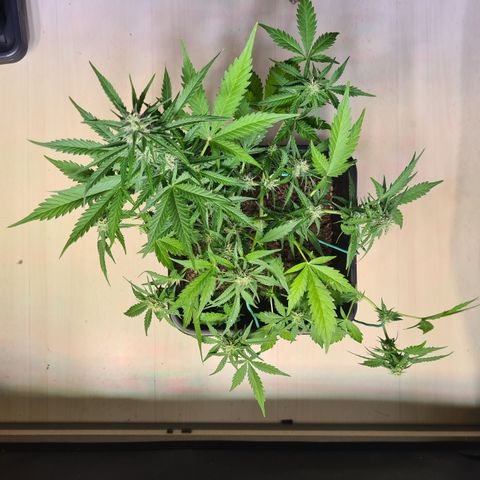 Super Skunk Automatic #3 + #4 growlog timeline photo
