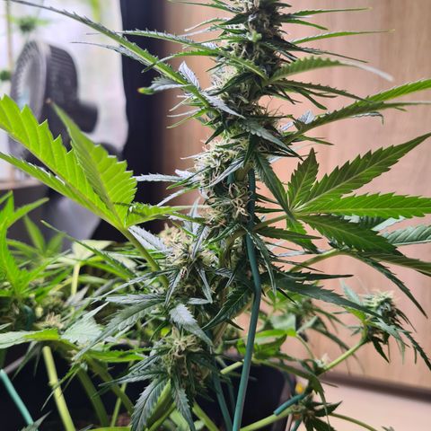 Super Skunk Automatic #3 + #4 growlog timeline photo