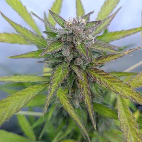 Super Skunk Automatic #1 + #2 growlog timeline photo