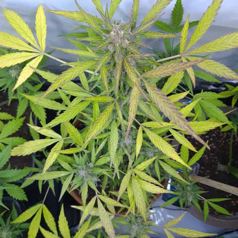Super Skunk Automatic #1 + #2 growlog timeline photo