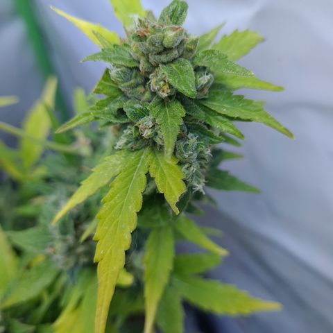 Super Skunk Automatic #1 + #2 growlog timeline photo
