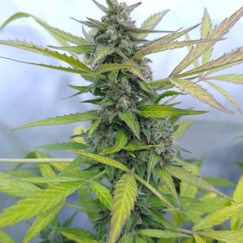 Super Skunk Automatic #1 + #2 growlog timeline photo
