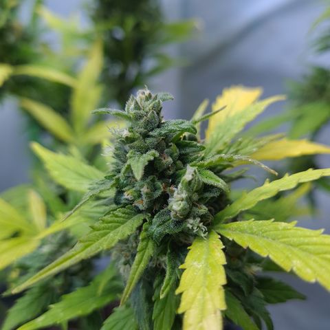 Super Skunk Automatic #1 + #2 growlog timeline photo