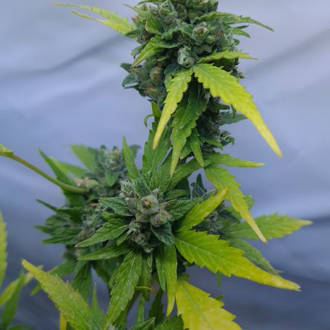 Super Skunk Automatic #1 + #2 growlog timeline photo