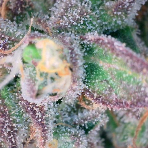 Super Skunk Automatic #1 + #2 growlog timeline photo