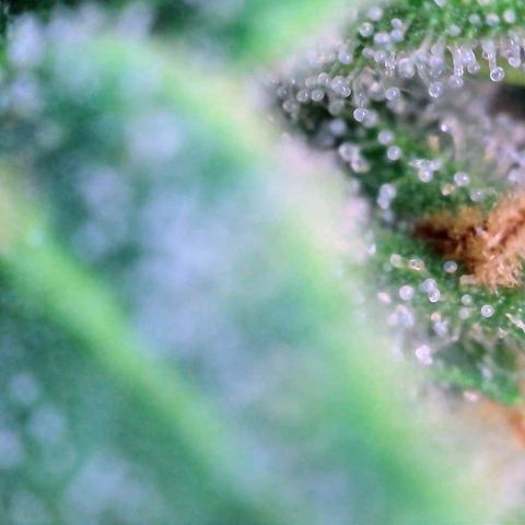 Super Skunk Automatic #1 + #2 growlog timeline photo