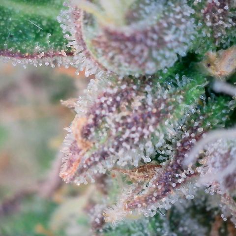 Super Skunk Automatic #1 + #2 growlog timeline photo