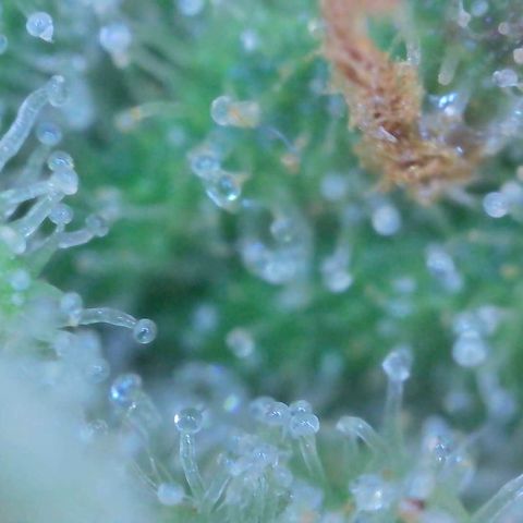 Super Skunk Automatic #1 + #2 growlog timeline photo