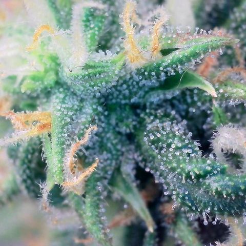 Super Skunk Automatic #3 + #4 growlog timeline photo